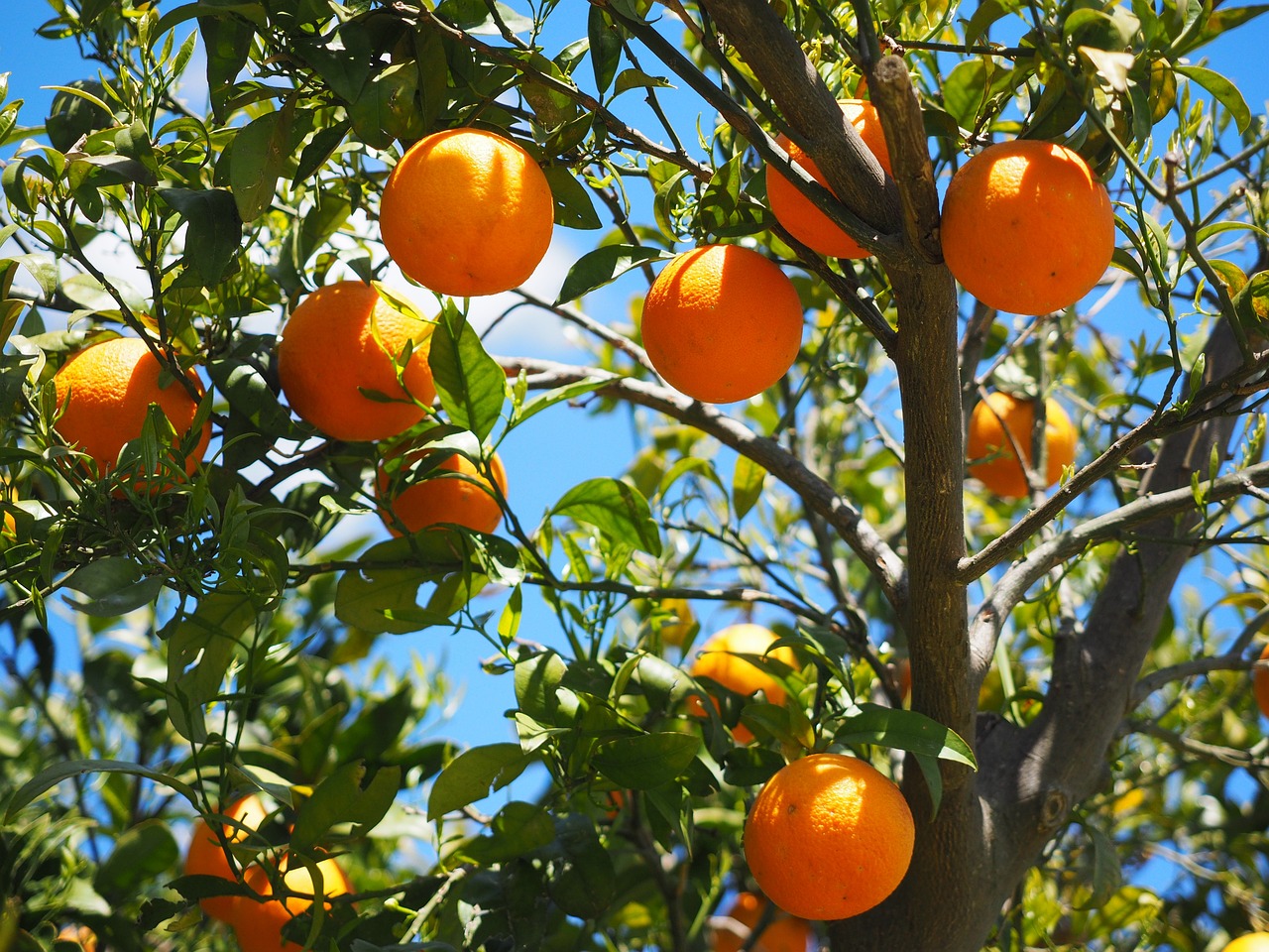 Descubriendo los Beneficios de las Llamadas Ilimitadas de Orange